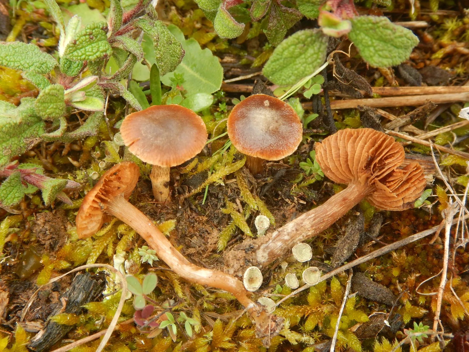 Cortinarius scobinaceus, 25-03-13 (2)